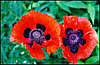 The Flower in the Garden
